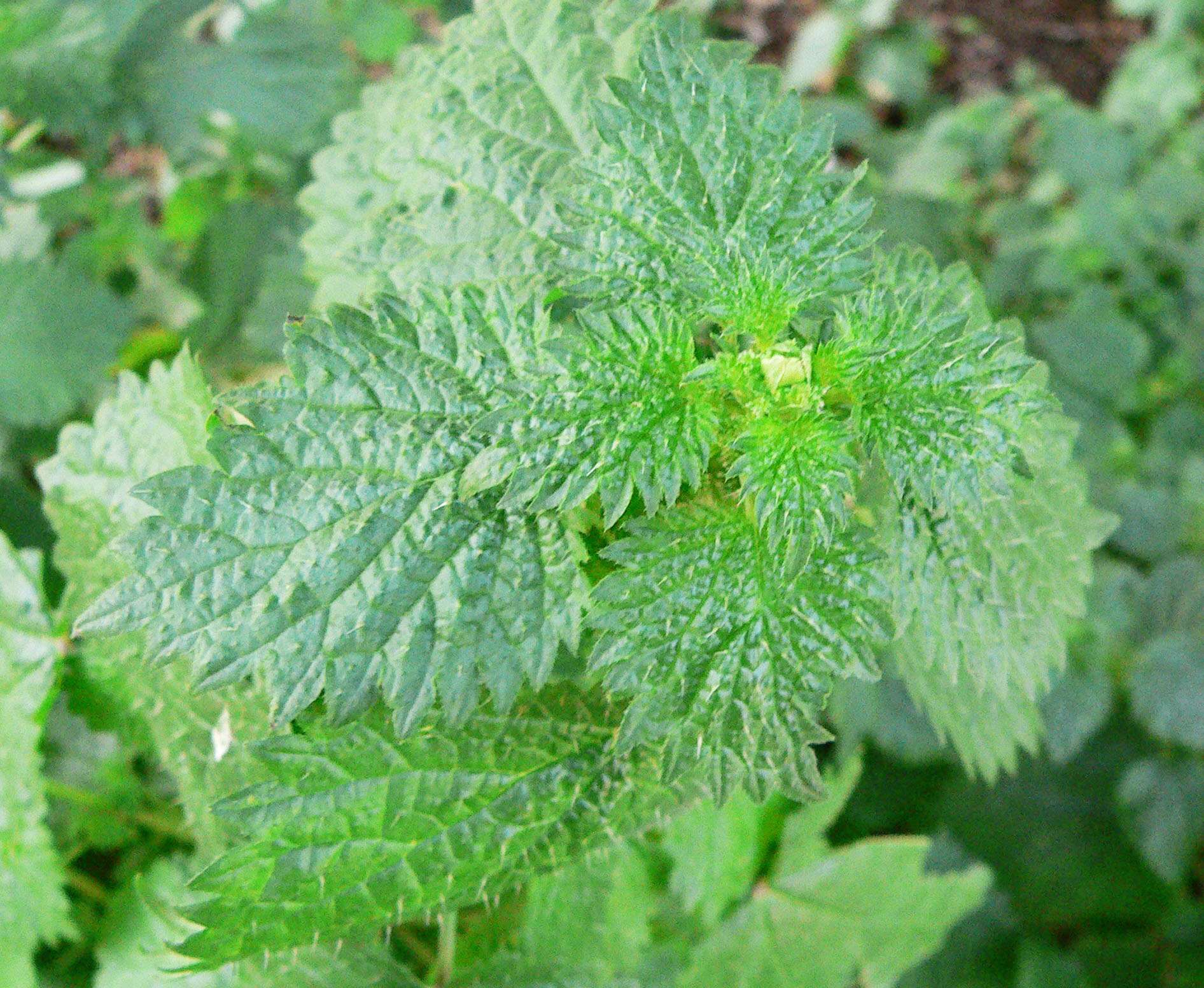 Image de Urtica membranacea Poir.