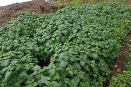 Image de Urtica membranacea Poir.