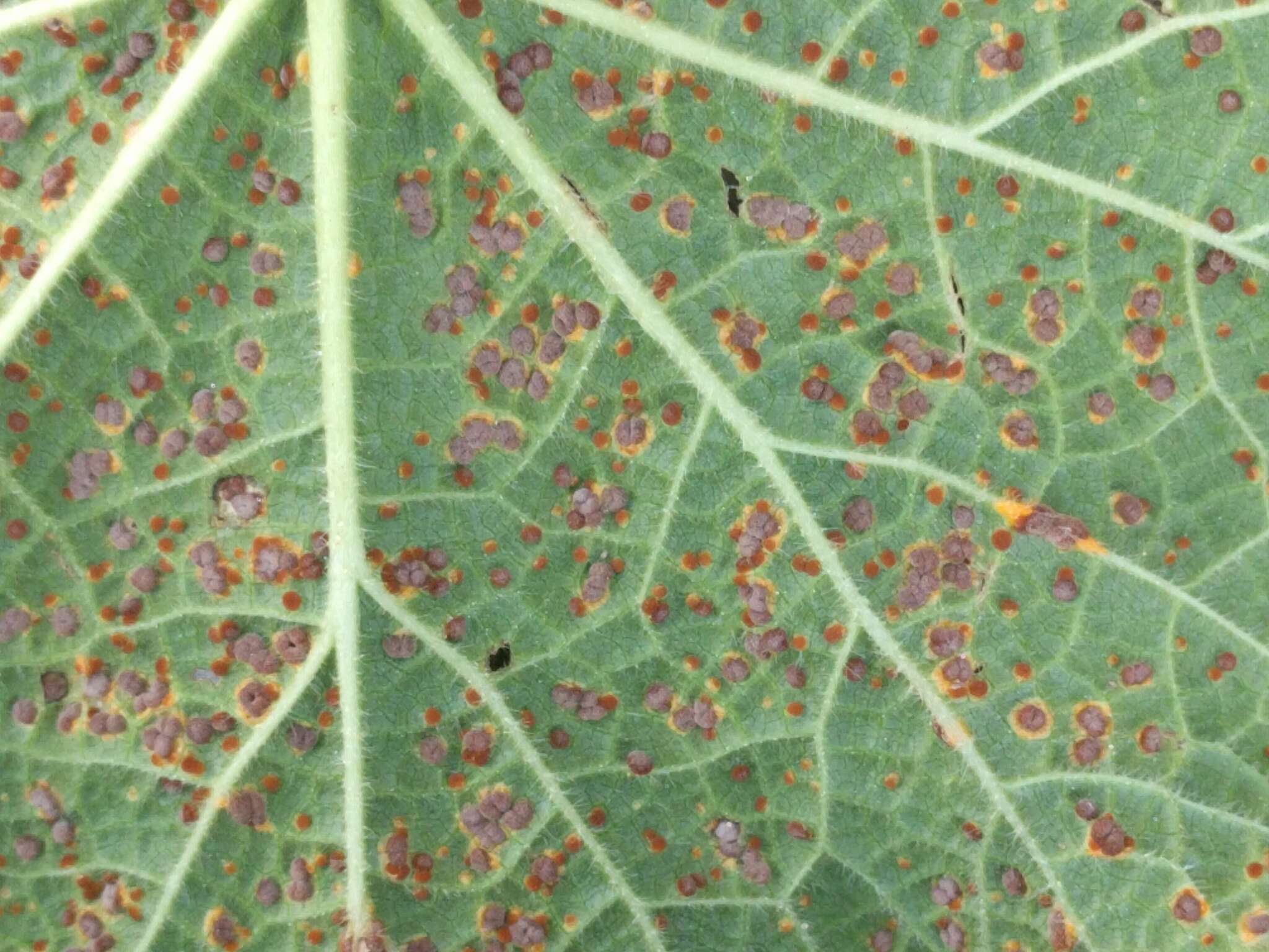 Imagem de Puccinia malvacearum Bertero ex Mont. 1852