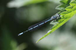 Image of Azure Bluet