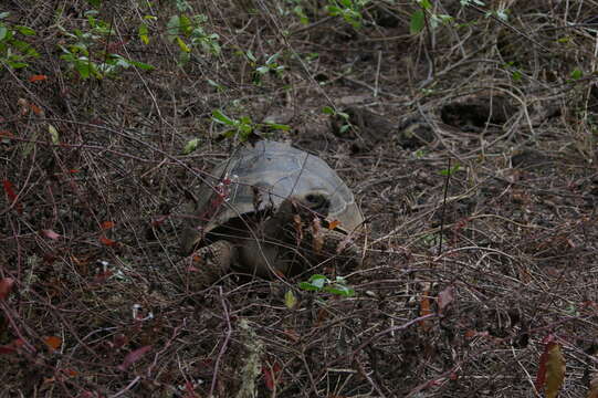 Image of Sierra Negra giant tortoise