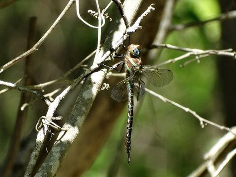 18.https www inaturalist org photos 3500927.580x360