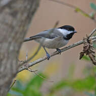 Image of Carolina Chickadee