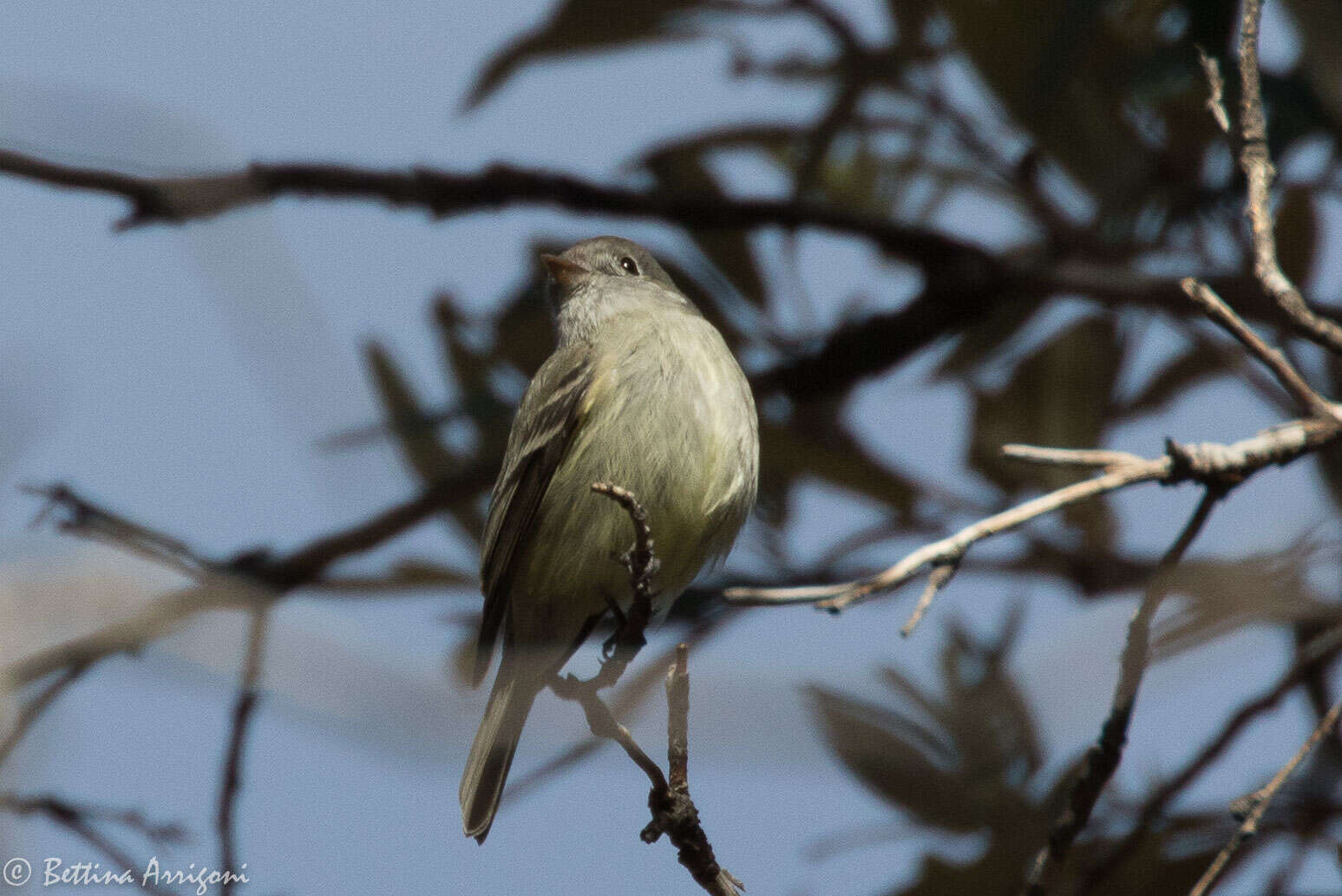 Image of American Grey Flycatcher