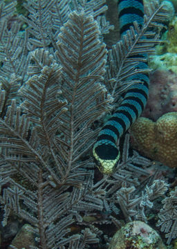 Image of Banded sea krait