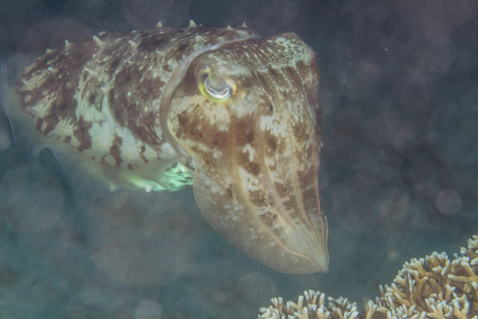 18.https www inaturalist org photos 350214.580x360