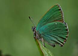 Plancia ëd Callophrys rubi (Linnaeus 1758)