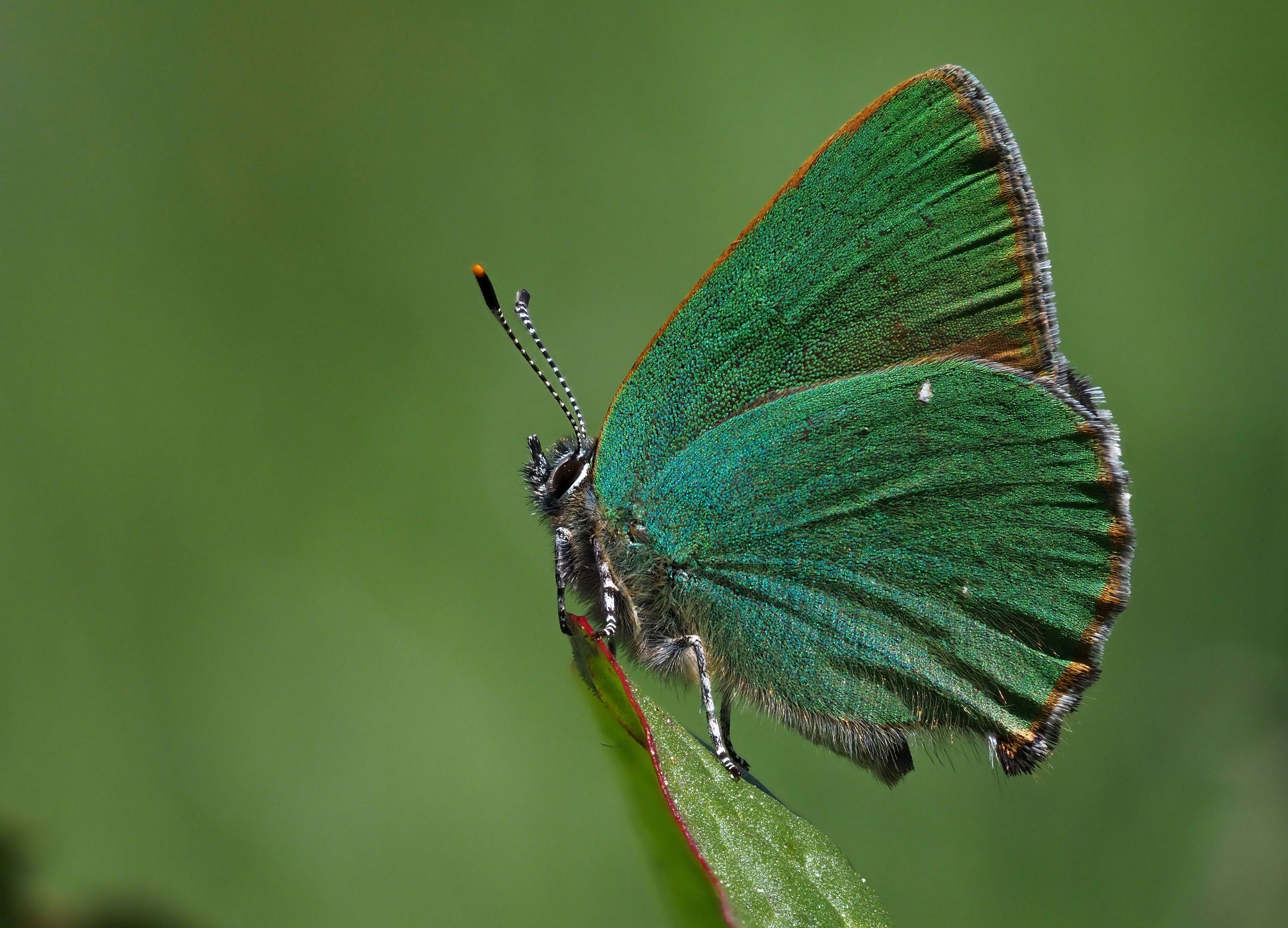 Plancia ëd Callophrys rubi (Linnaeus 1758)