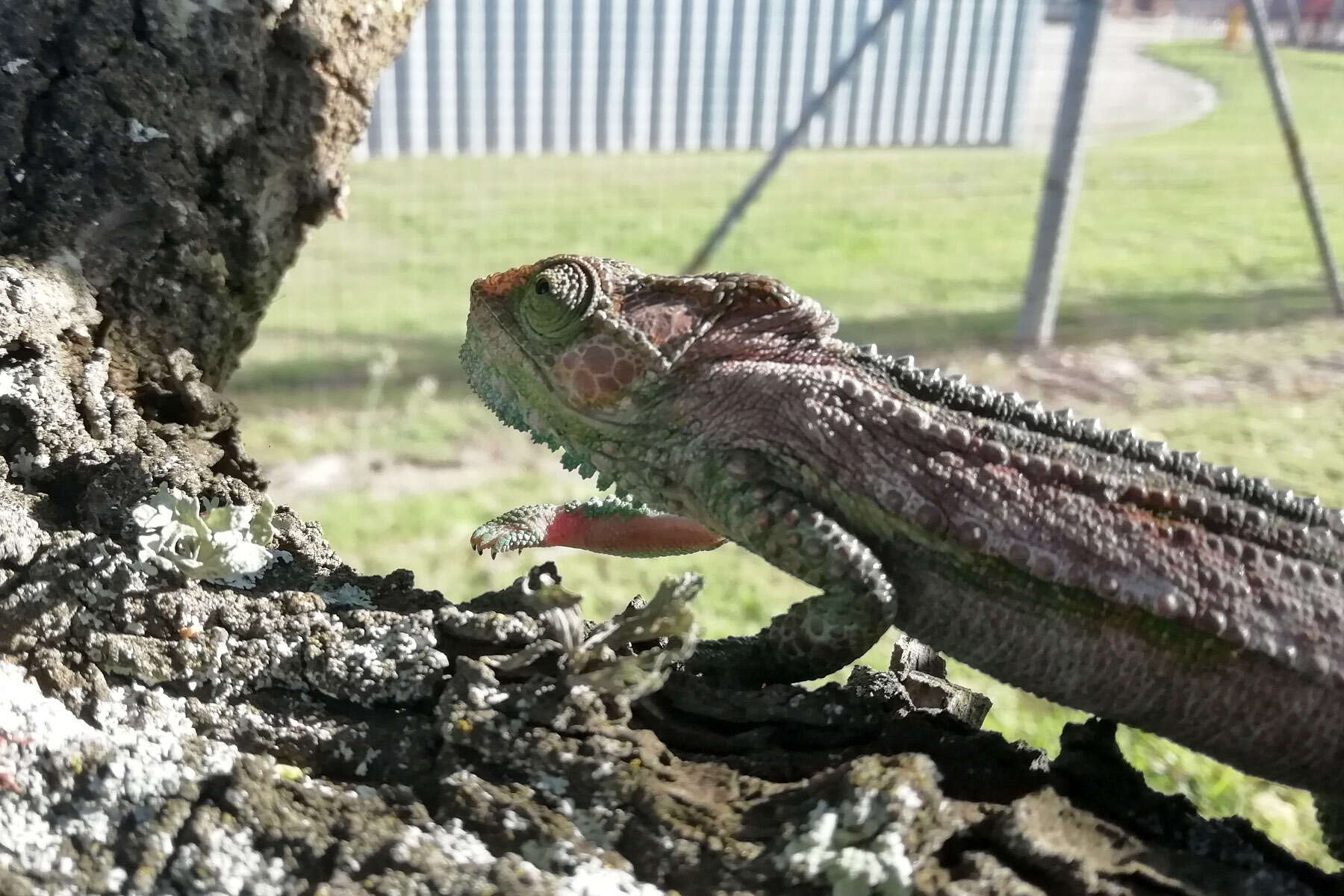 Image of Knysna dwarf chameleon