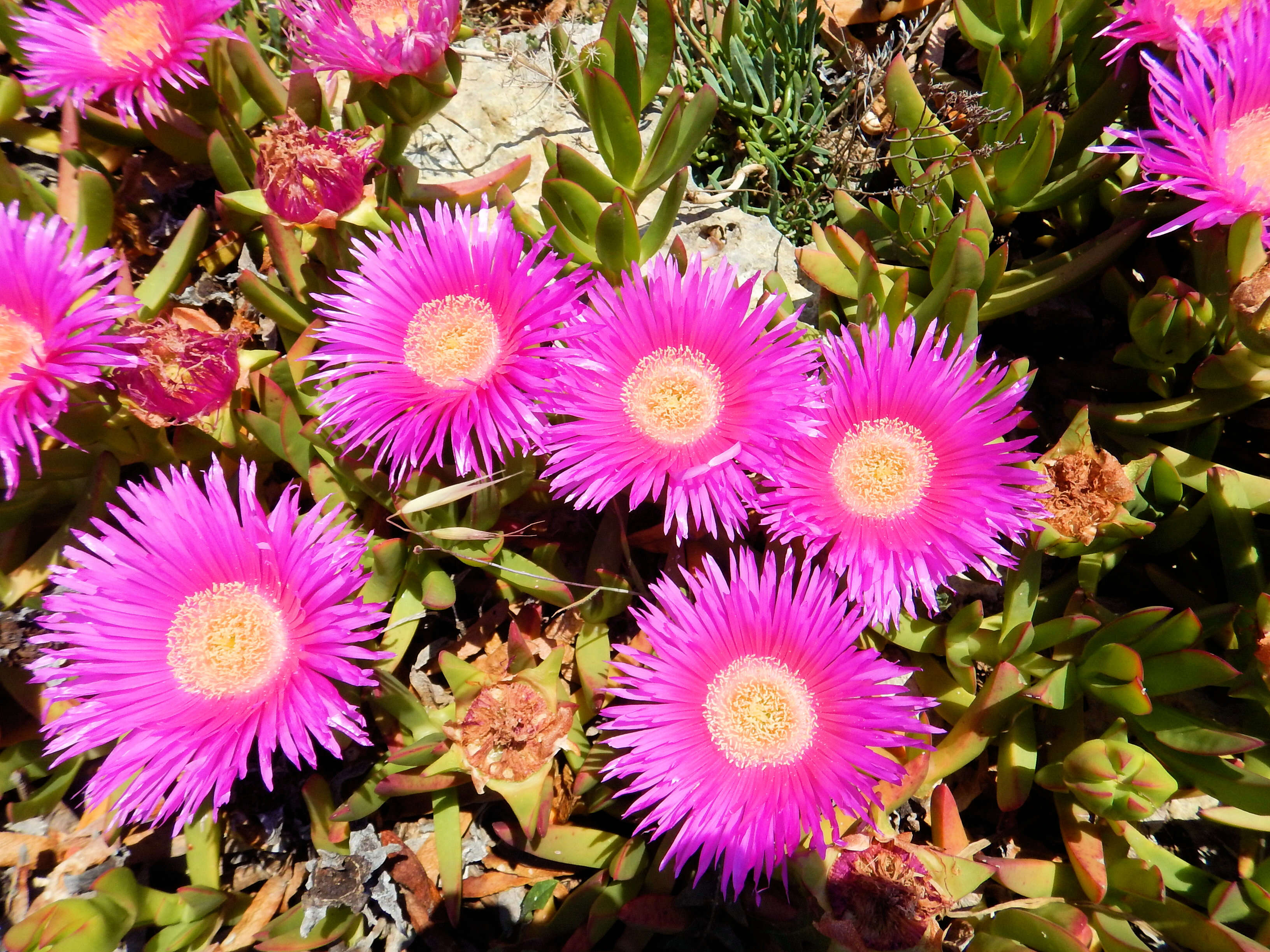 Image of Ice Plants