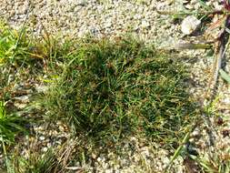 Juncus bulbosus L. resmi