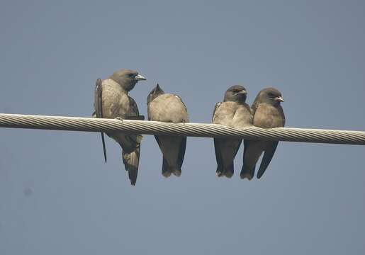 Image of Ashy Wood Swallow