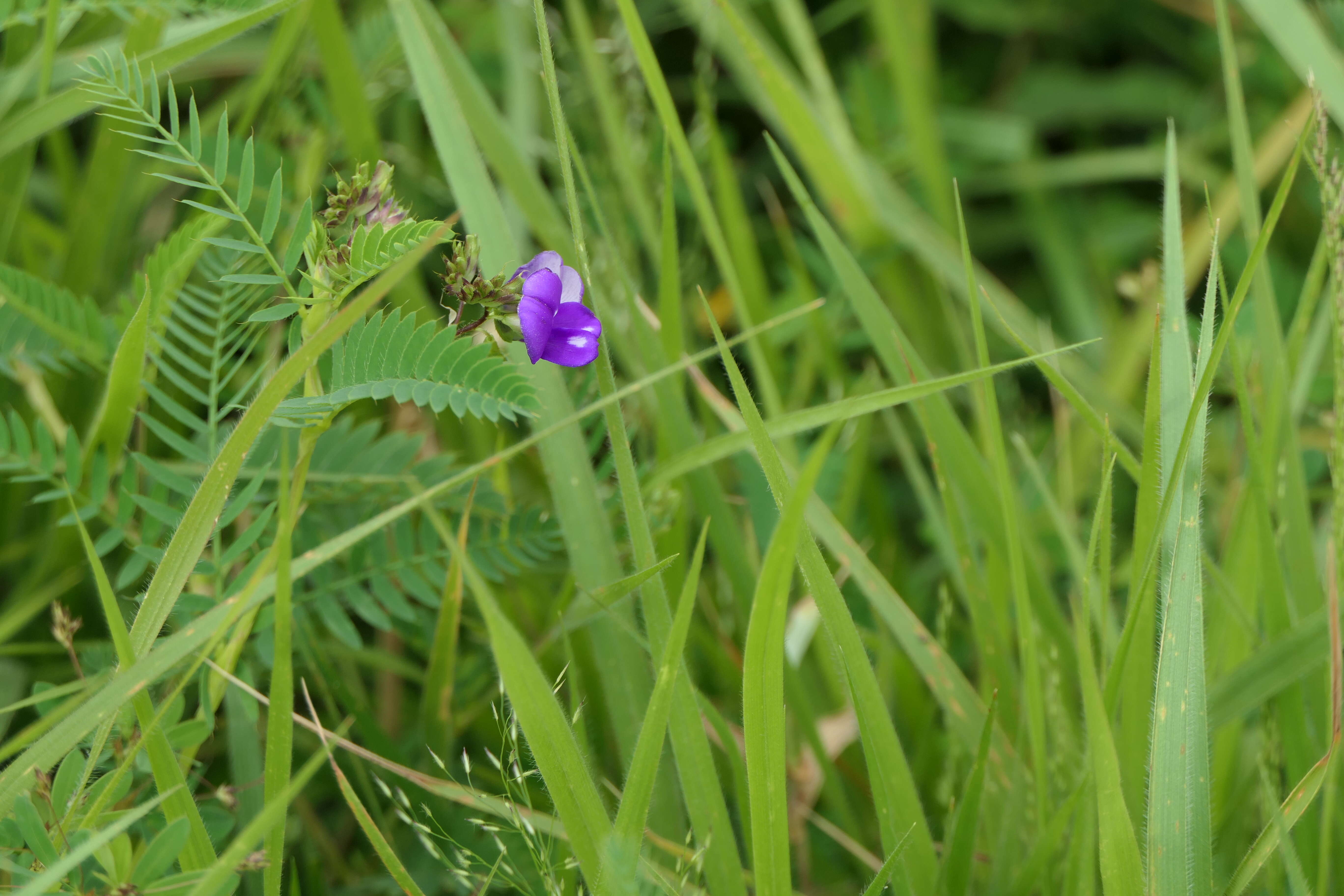 Слика од Smithia purpurea Hook.