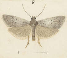 Image of Ericodesma aerodana Meyrick 1881