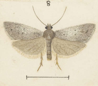 Image of Ericodesma aerodana Meyrick 1881