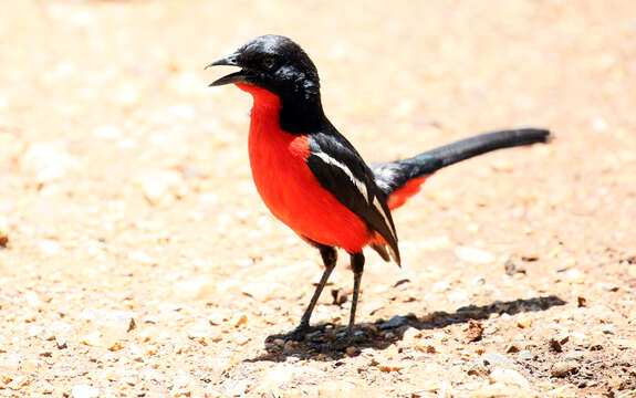 Image of Crimson-breasted Gonolek