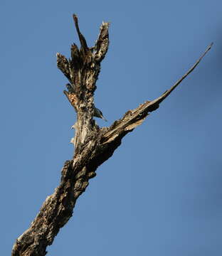 Image of Giant Nuthatch