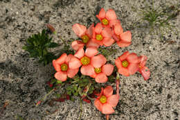 Image of Oxalis obtusa Jacq.