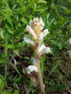 Image of oxtongue broomrape