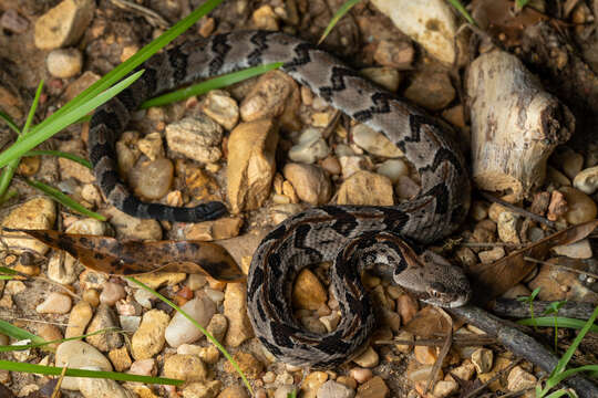 Image of Timber Rattlesnake