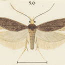 Image of Kiwaia hippeis Meyrick 1901