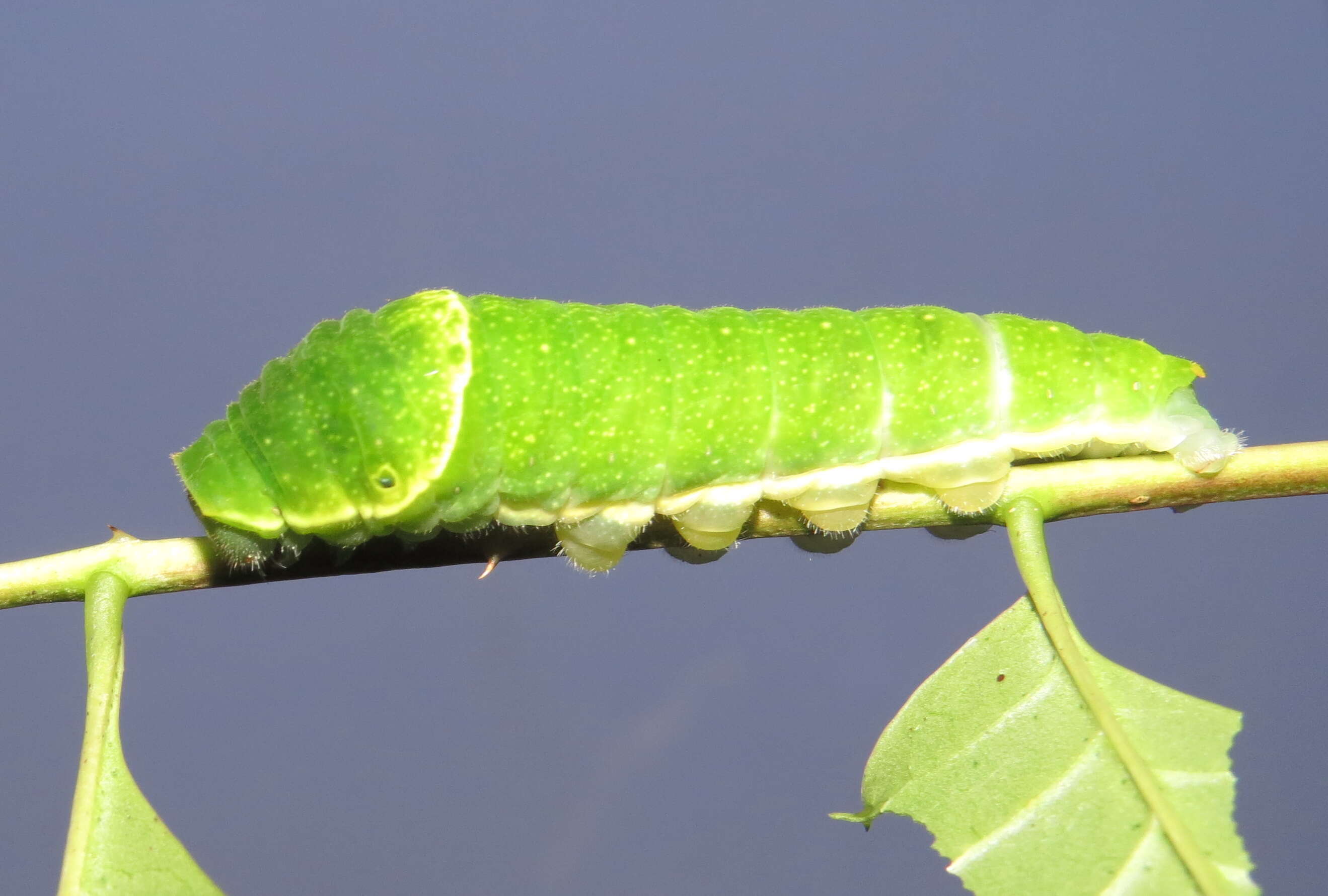 Image of Zanthoxylum rhetsa (Roxb.) DC.