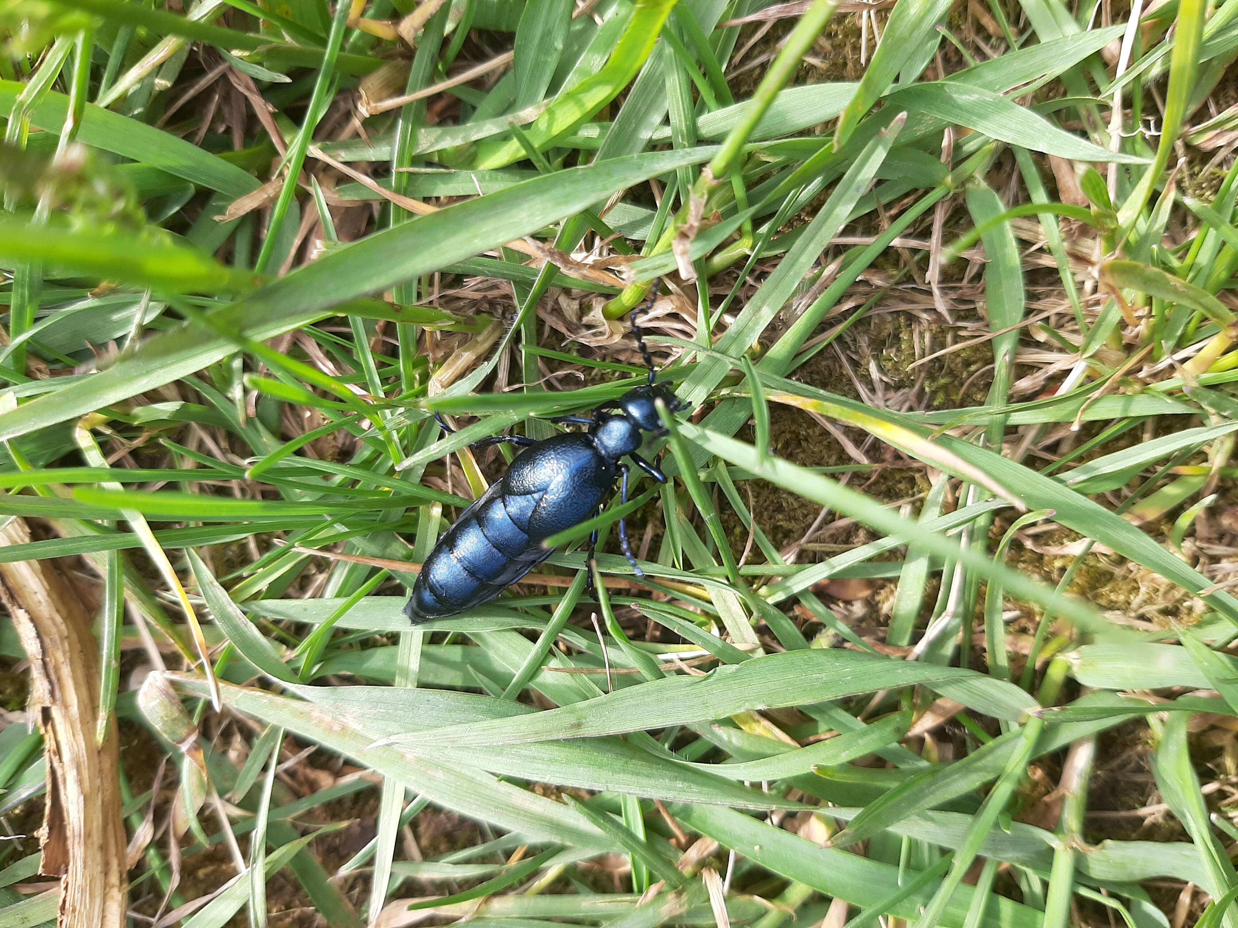 Image of Meloe violaceus