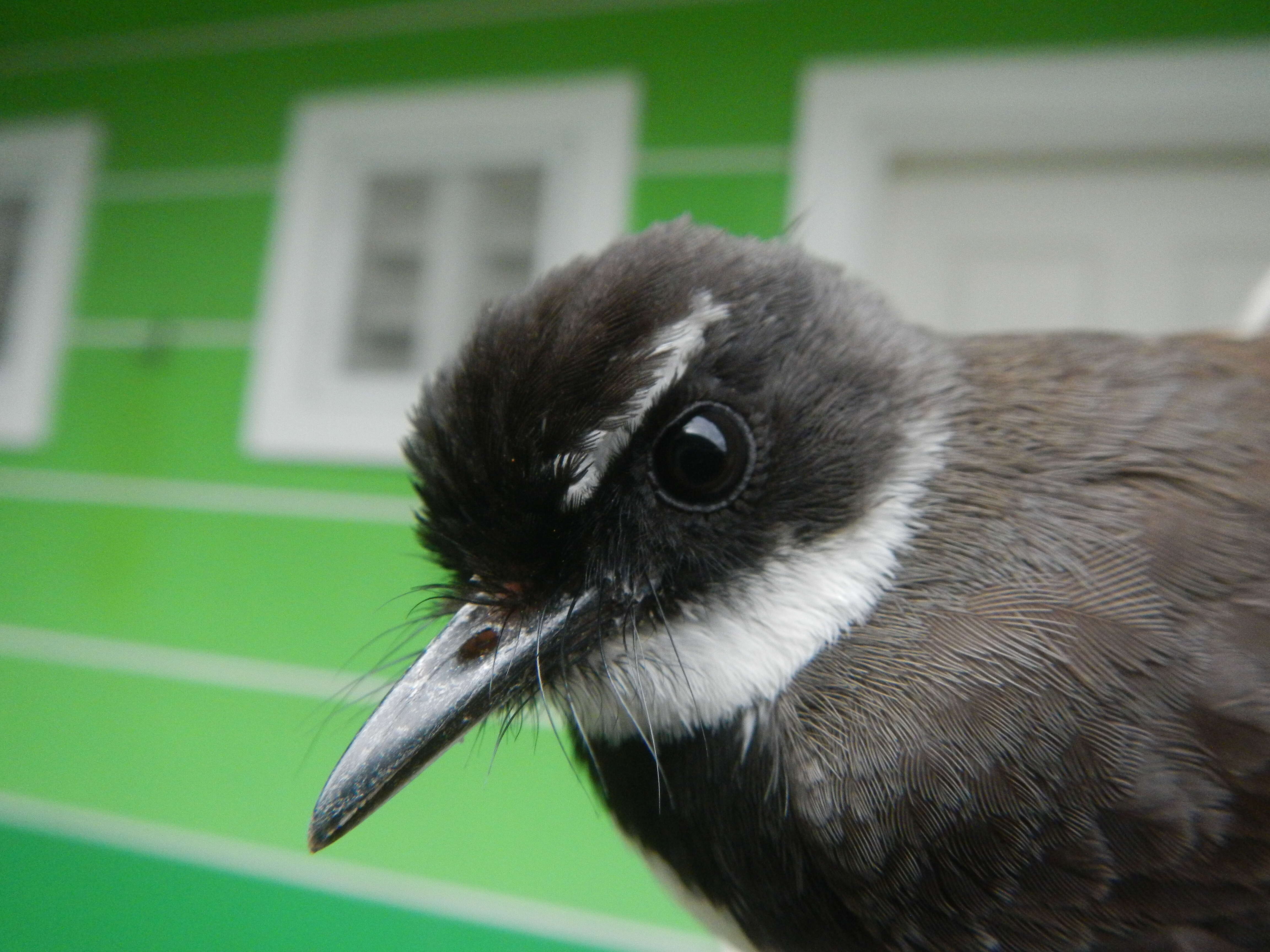 Image of Philippine Pied Fantail