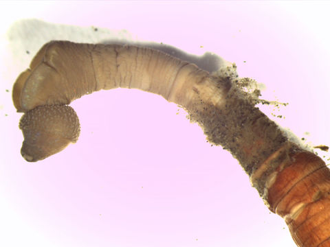 Image of <i>Praxillella affinis pacifica</i>