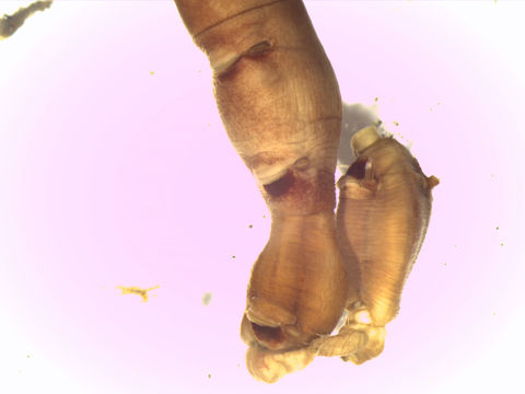 Image of <i>Praxillella affinis pacifica</i>