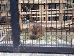 Image of Capybaras