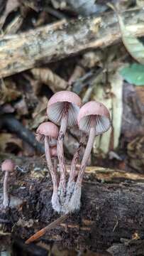 Image of Mycena haematopus (Pers.) P. Kumm. 1871