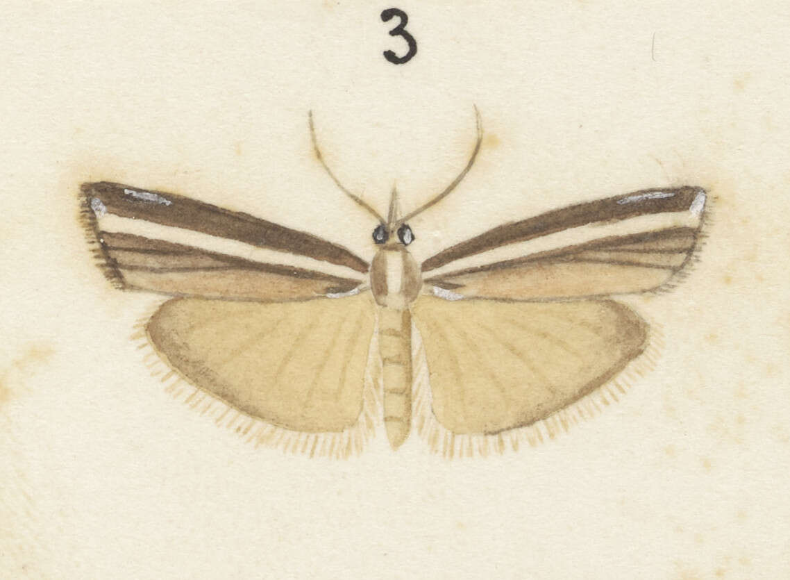Image of Orocrambus vittellus Doubleday 1943