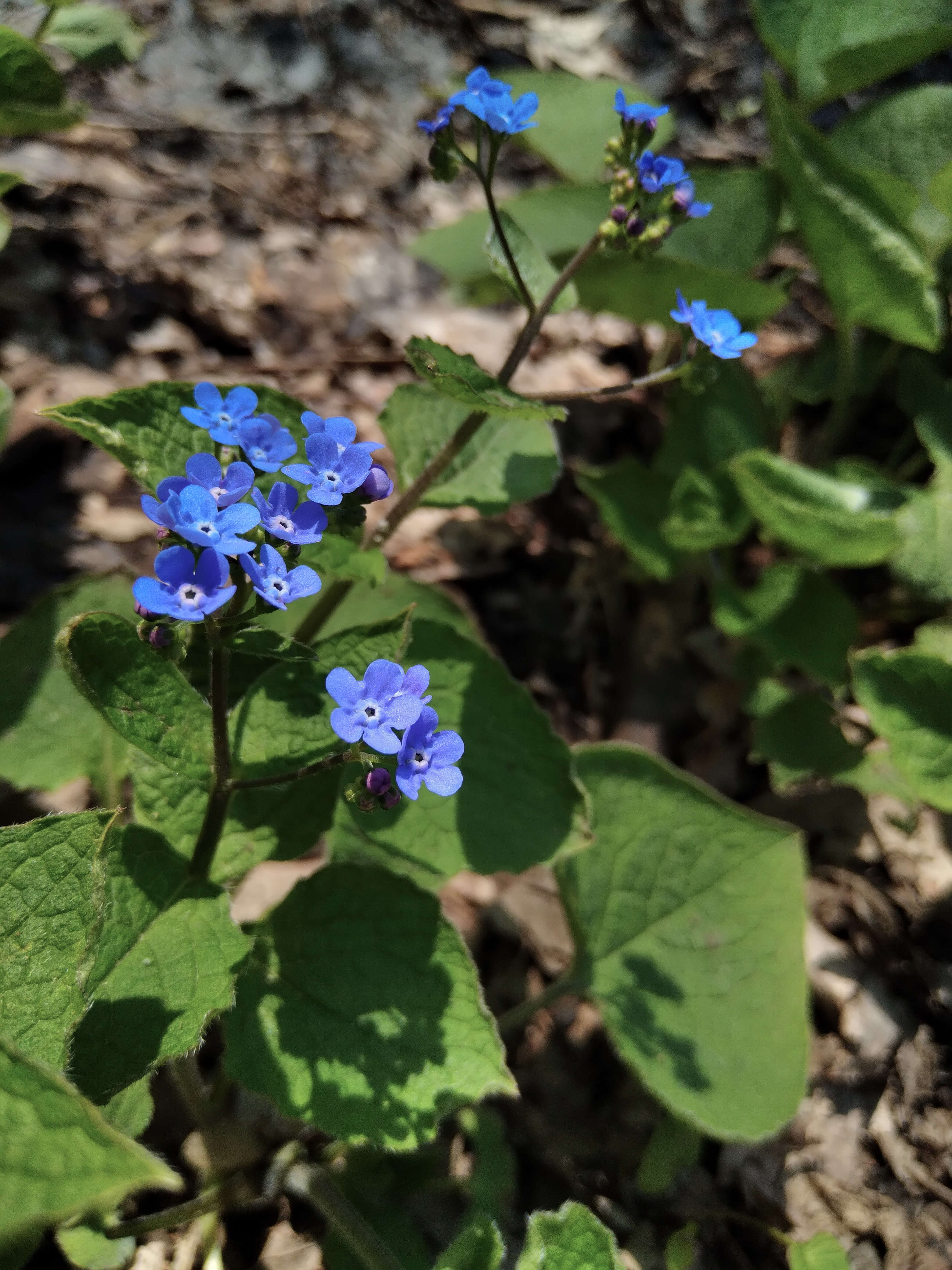 Image of False Forget-Me-Not