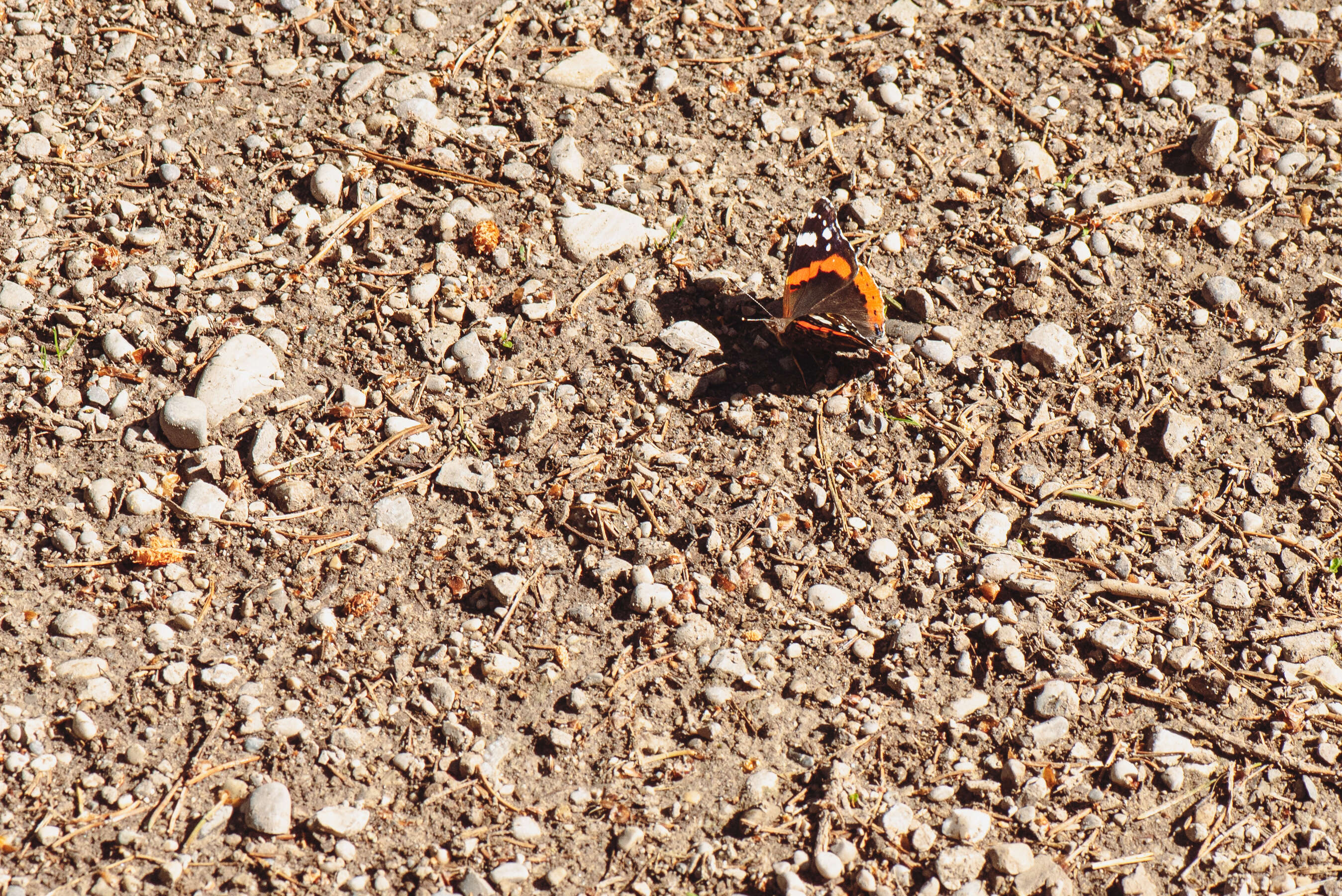 Image of Red Admiral