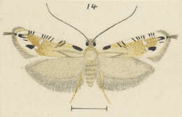 Image of Erechthias decoranda (Meyrick 1925)