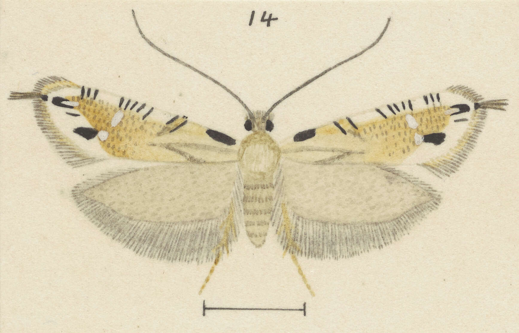 Image of Erechthias decoranda (Meyrick 1925)