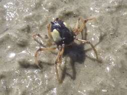 Image of Light-blue Soldier Crab