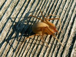 Image of Mediterranean recluse spider