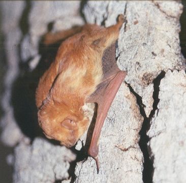 Image of <i><i>Lasiurus</i></i> (Lasiurus) <i>blossevillii teliotis</i> (H. Allen 1891)