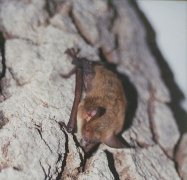 Image of <i>Myotis volans interior</i> Miller 1914