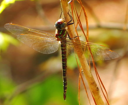 18.https www inaturalist org photos 3511077.580x360