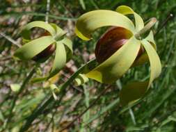 Image of California pitcherplant