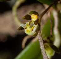 Image of Common tangle orchid