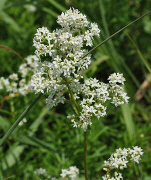 Image of bedstraw