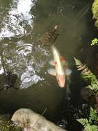 Image of Japanese Pond Turtle