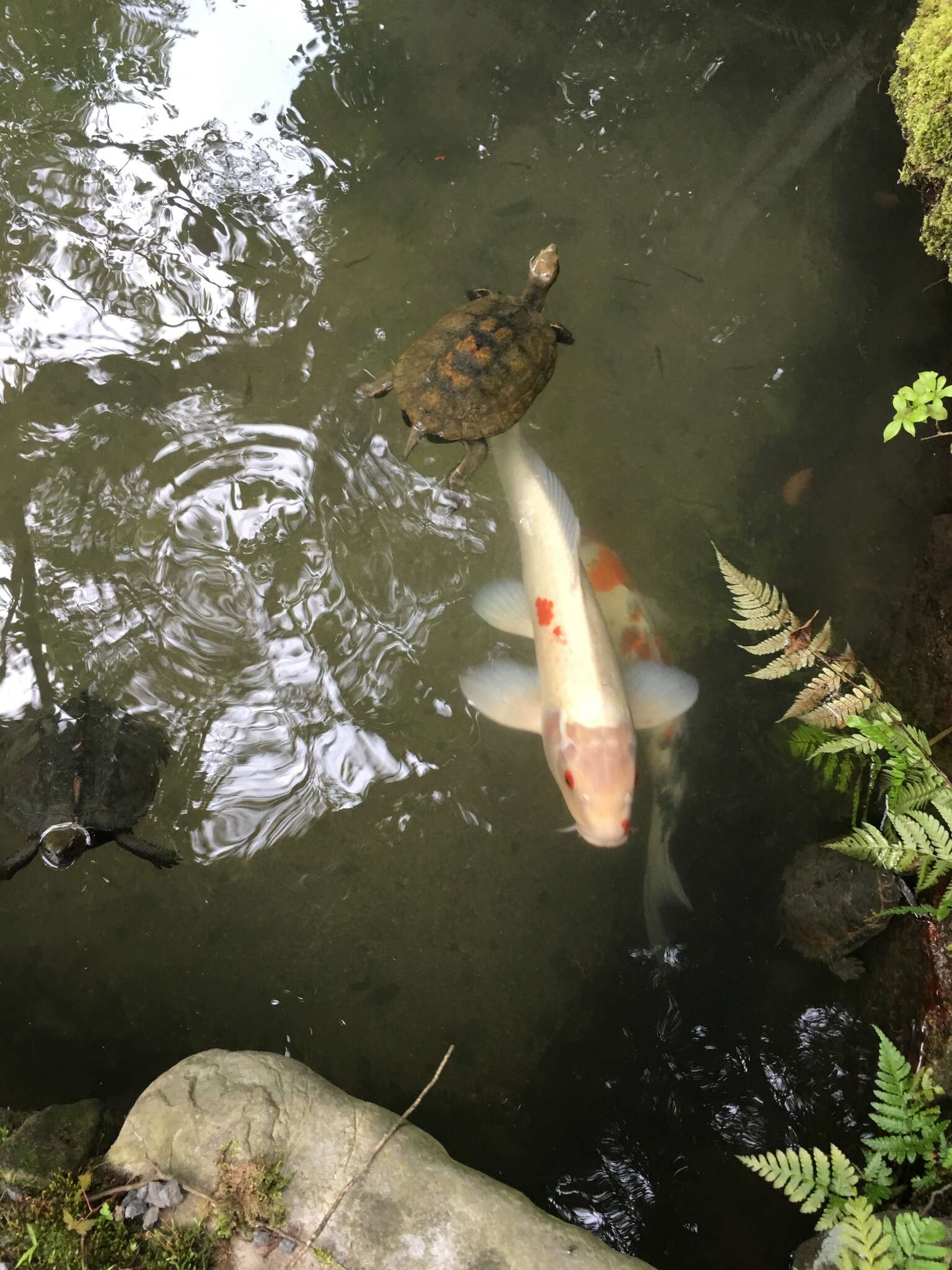 Image of Japanese Pond Turtle