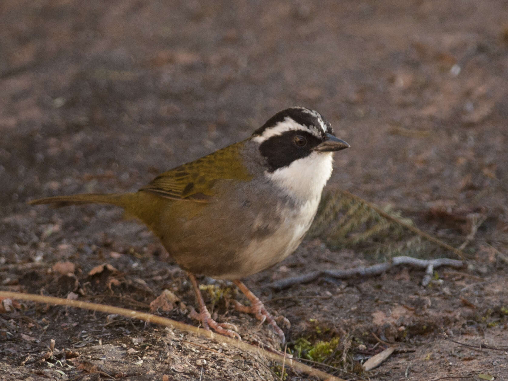 Image of Stripe-headed Brush Finch