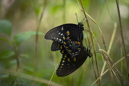 Papilio troilus Linnaeus 1758 resmi