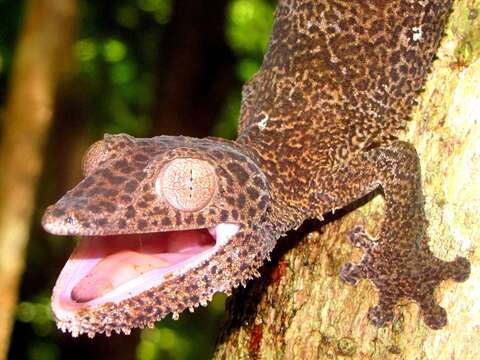 Uroplatus henkeli Böhme & Ibisch 1990 resmi